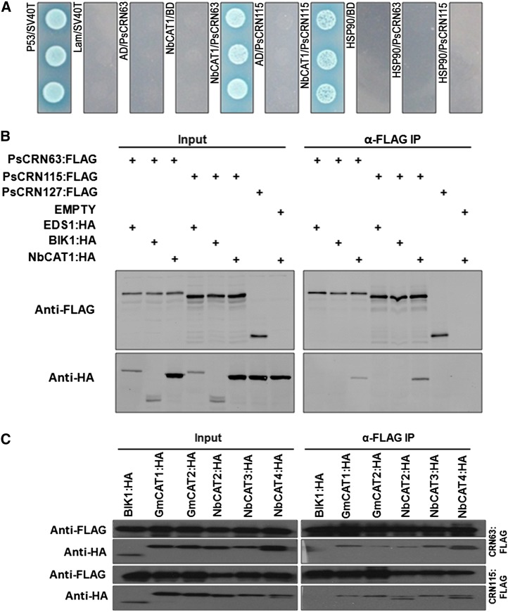 Figure 2.