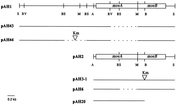 FIG. 1