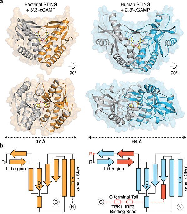 Figure 1 |