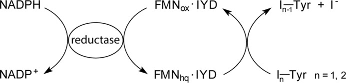 SCHEME 1