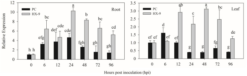 FIGURE 4