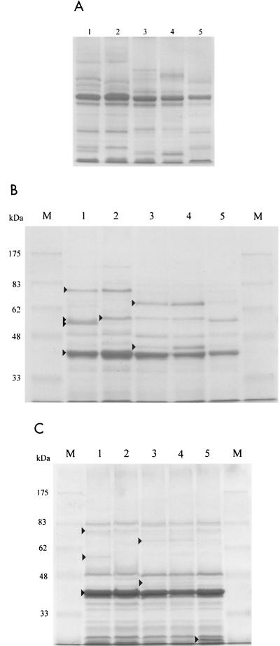 FIG. 7.