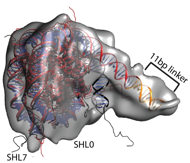 Figure 7—figure supplement 4.