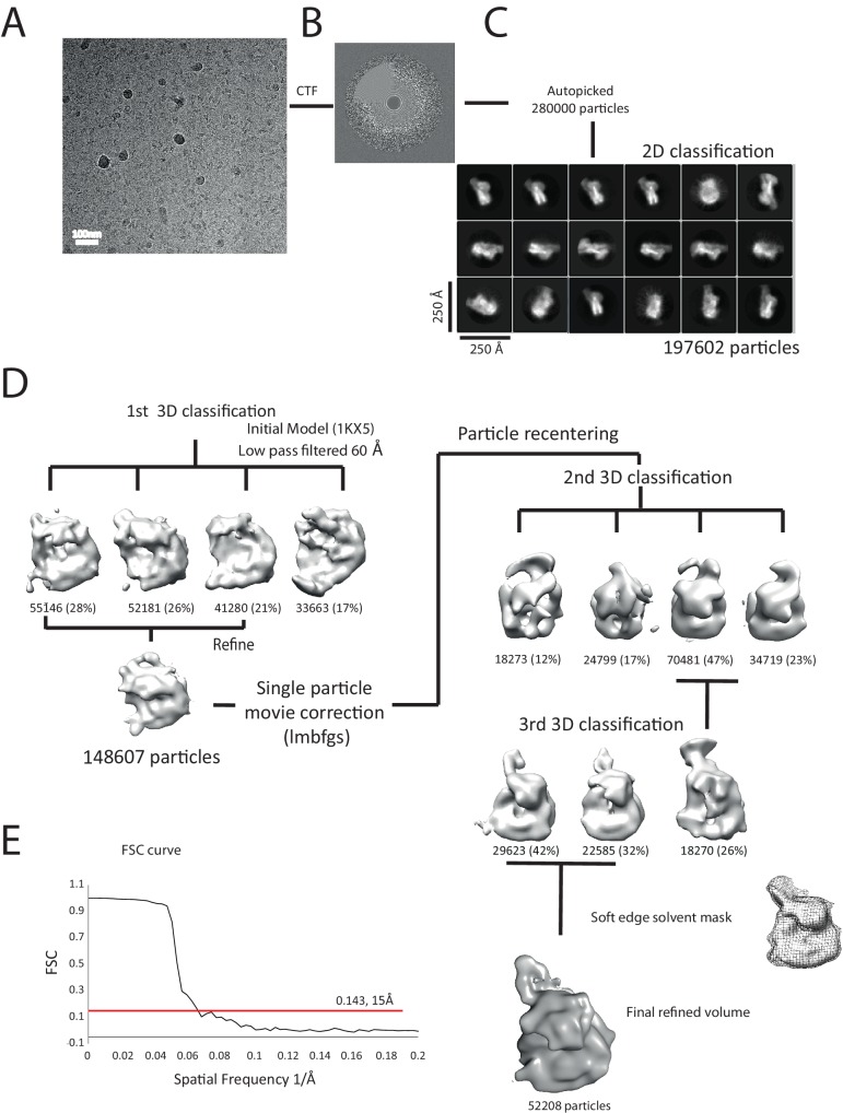 Figure 7—figure supplement 1.