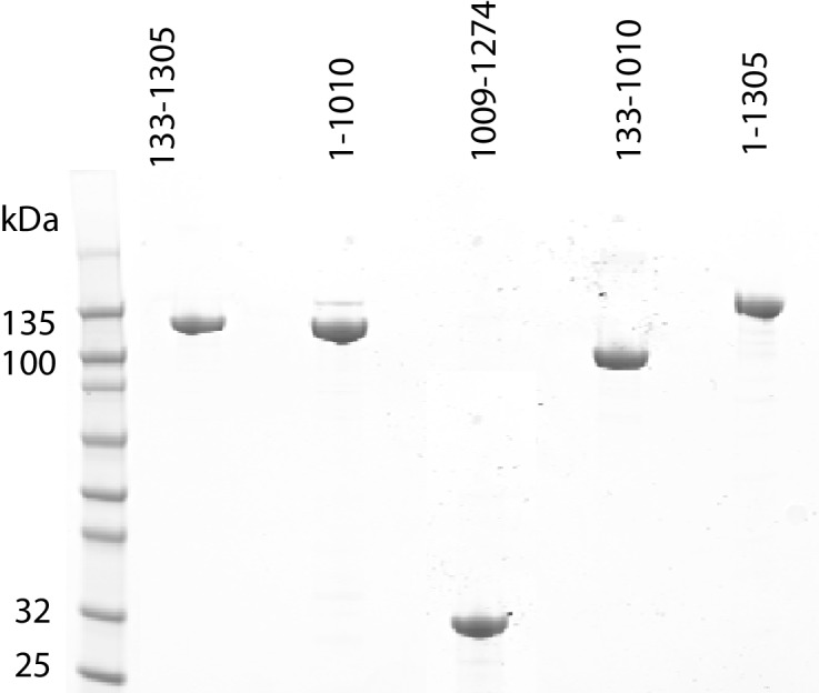 Figure 1—figure supplement 1.