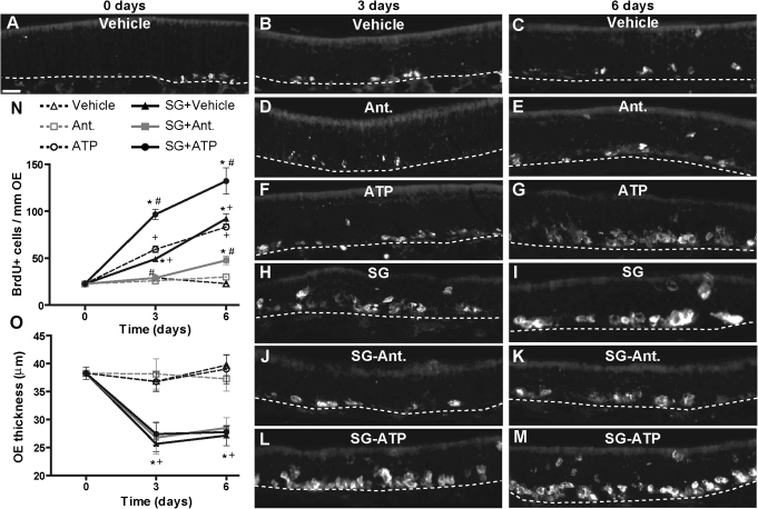 FIG. 8.