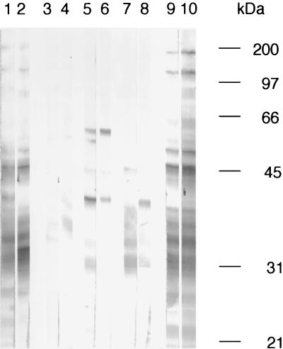 FIG. 7