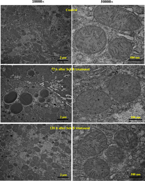 Fig. 10