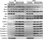 Figure 1—figure supplement 2.