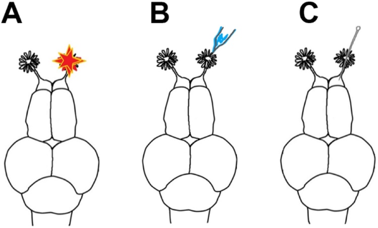 Fig. 1