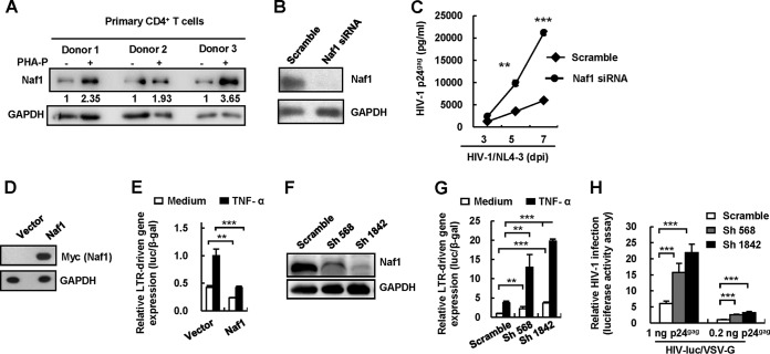 FIG 1