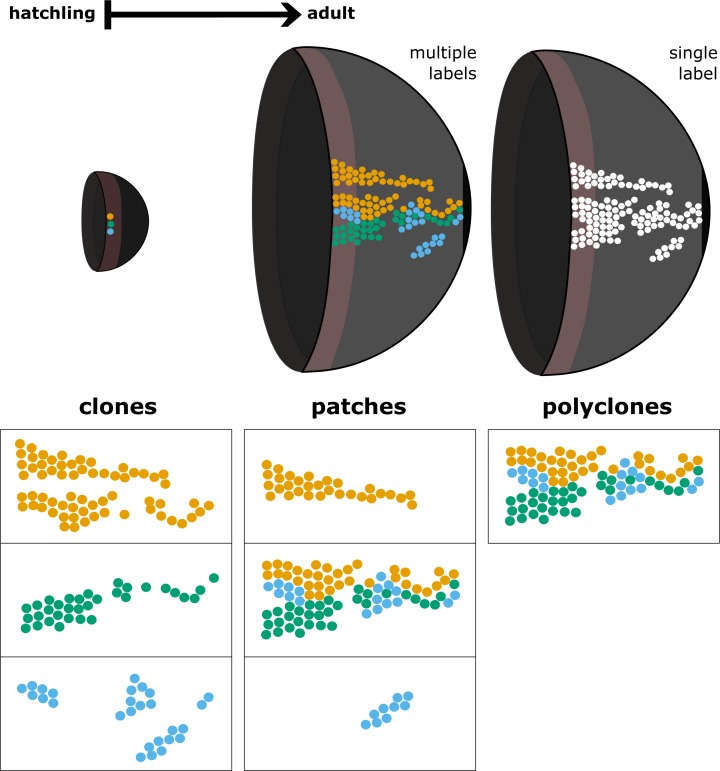 Figure 3—figure supplement 1.