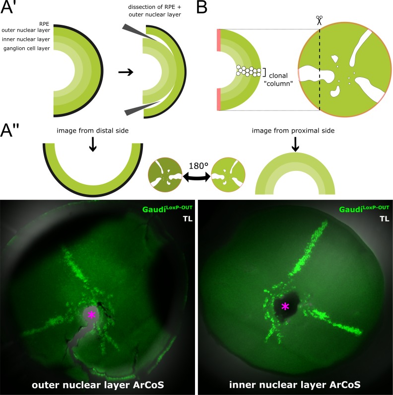 Figure 1—figure supplement 2.