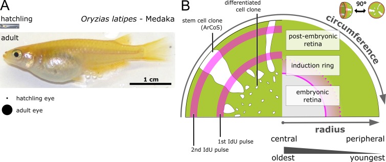 Figure 1—figure supplement 1.