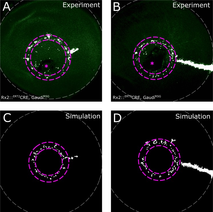 Figure 4—figure supplement 1.