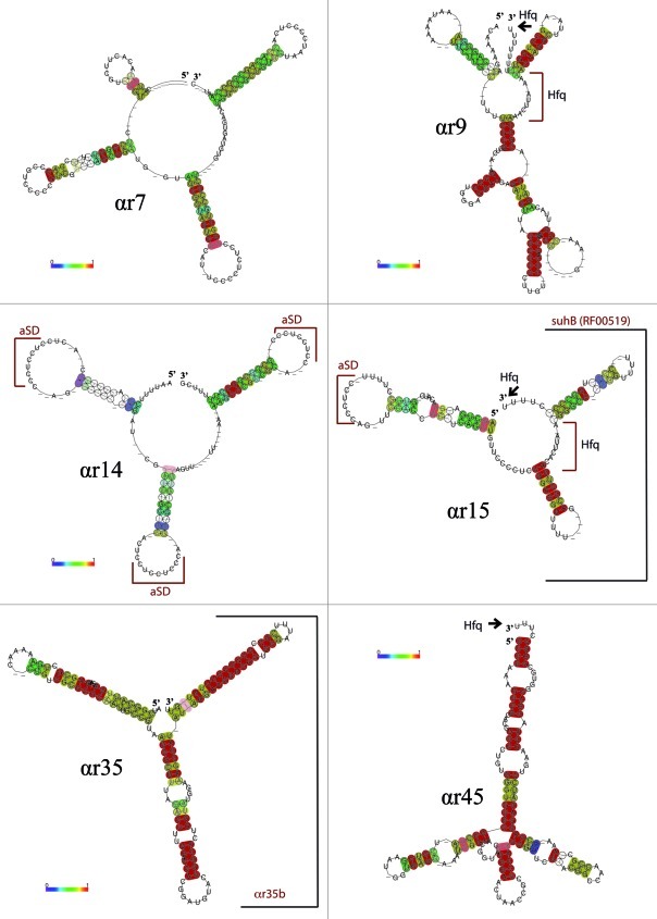 graphic file with name rna-9-119-g1.jpg