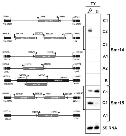 graphic file with name rna-9-119-g4.jpg