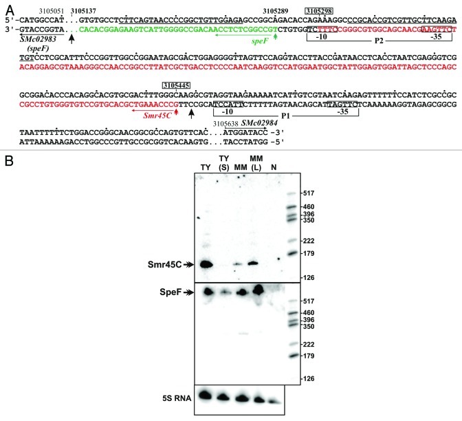 graphic file with name rna-9-119-g2.jpg