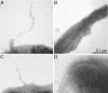 FIG. 5.