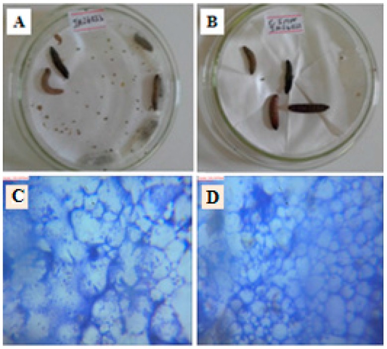 Figure 12