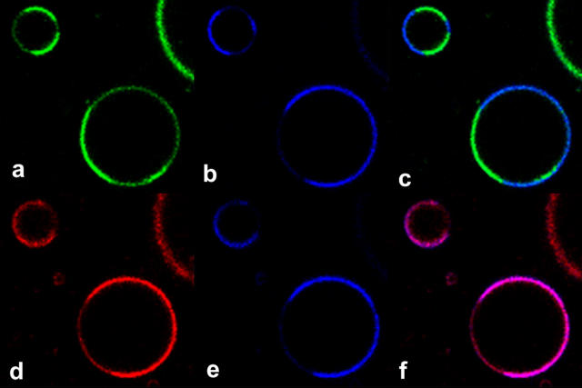 FIGURE 3 