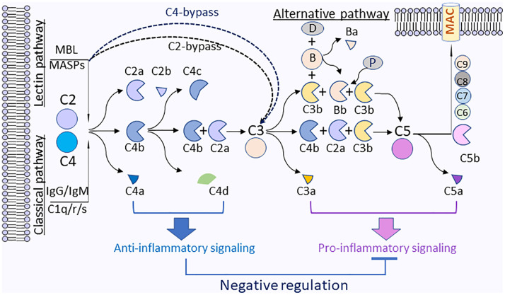 Figure 3