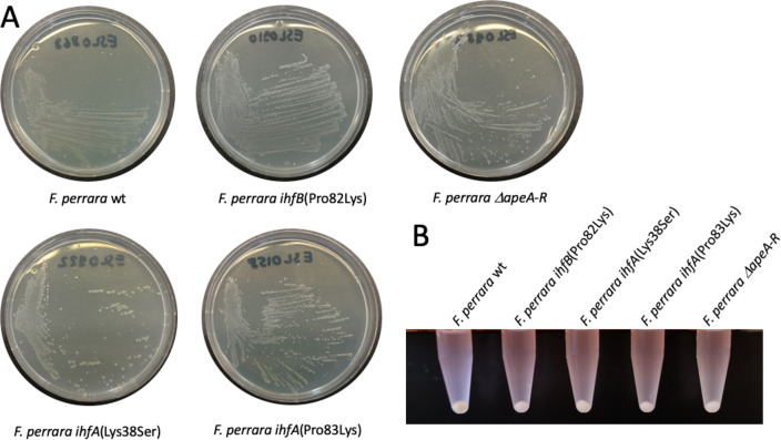 Figure 1—figure supplement 1.