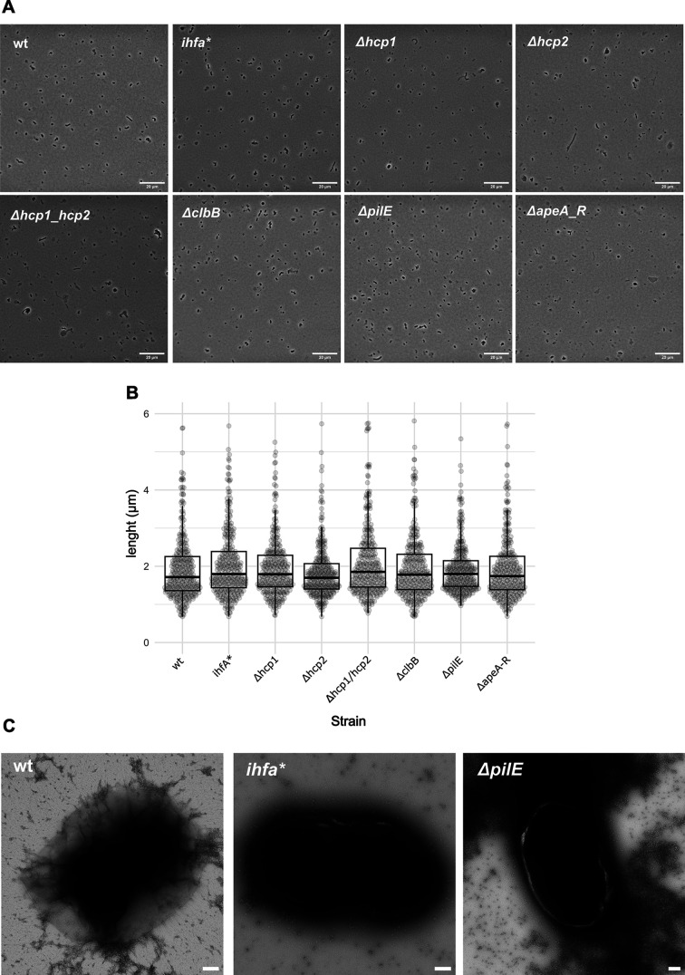 Figure 6—figure supplement 3.