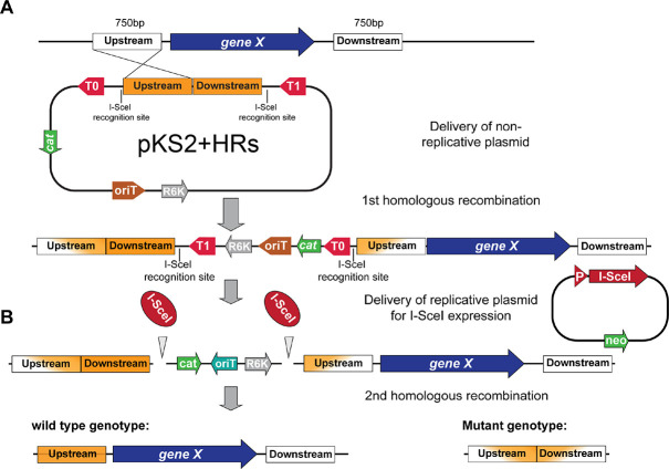 Figure 6—figure supplement 1.