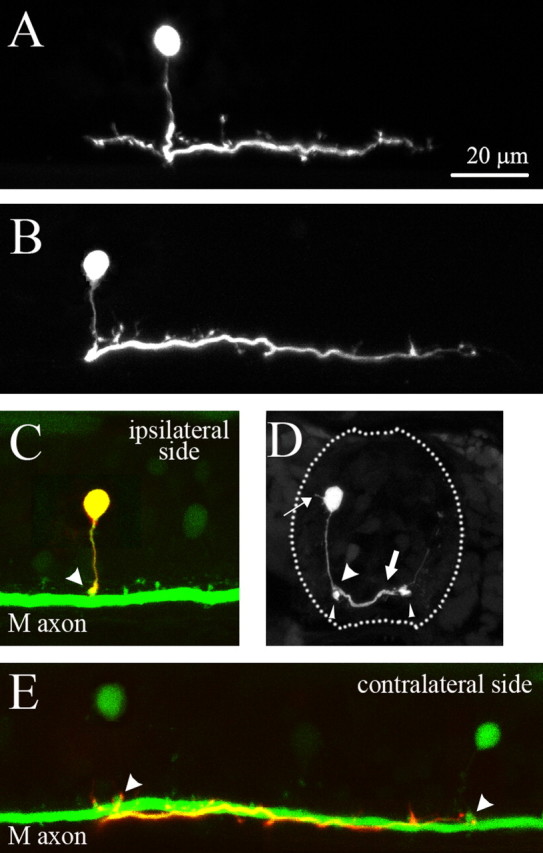 Figure 2.