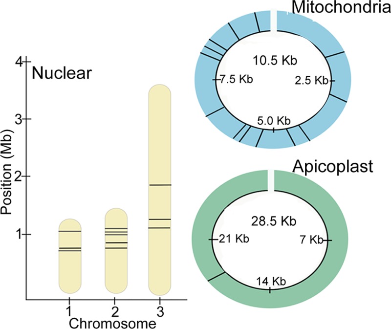 Fig 1