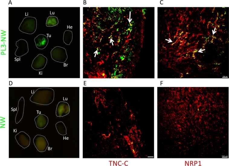 Tumor-penetrating peptide for systemic targeting of Tenascin-C - PMC