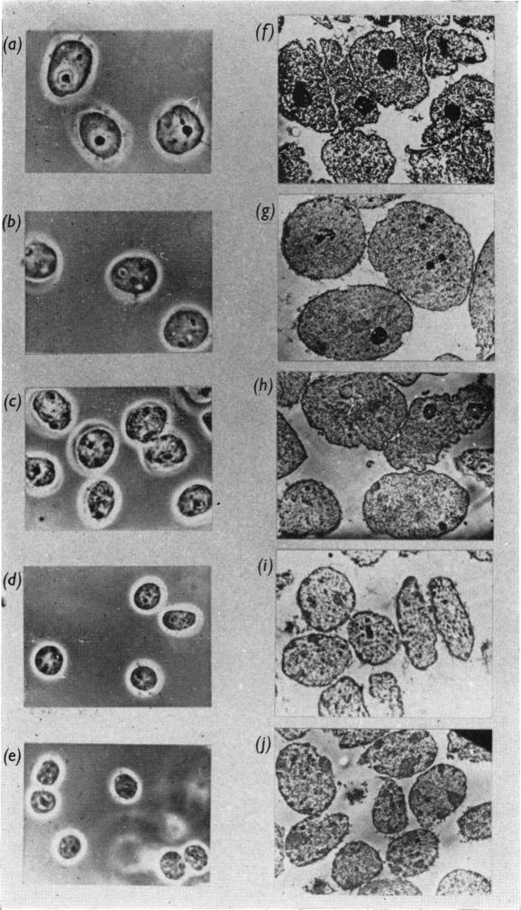 PLATE 2