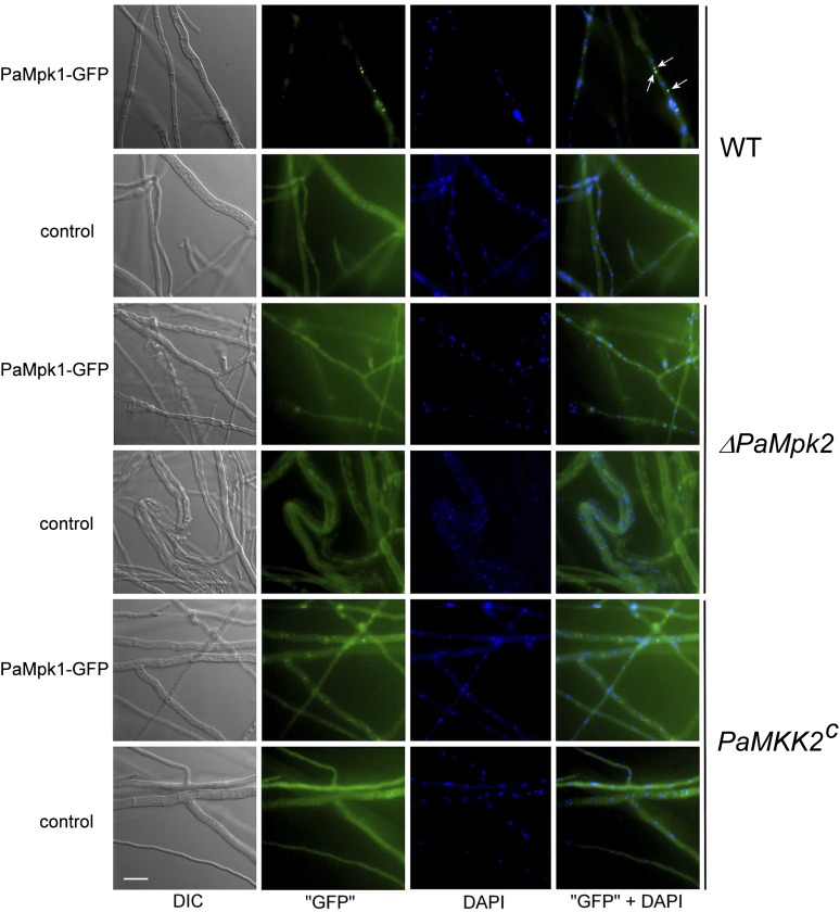 Figure 5 