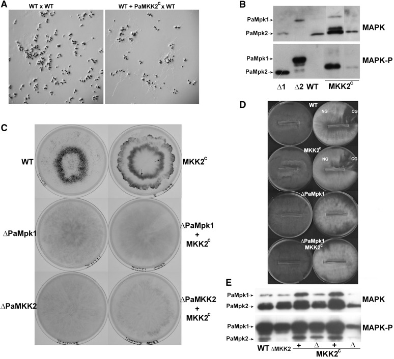 Figure 4 