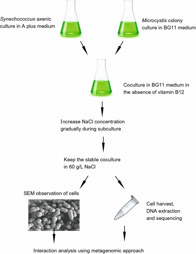 Fig. 1