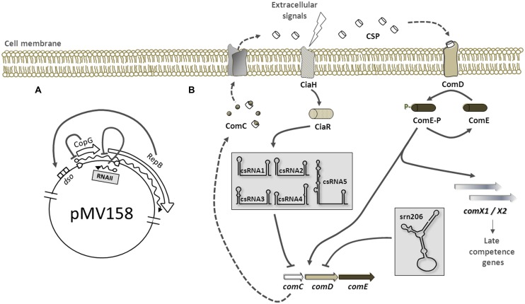 FIGURE 1