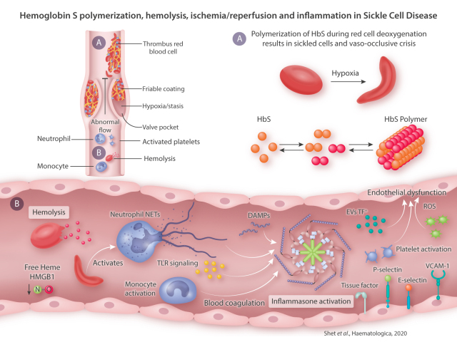 Graphical Abstract