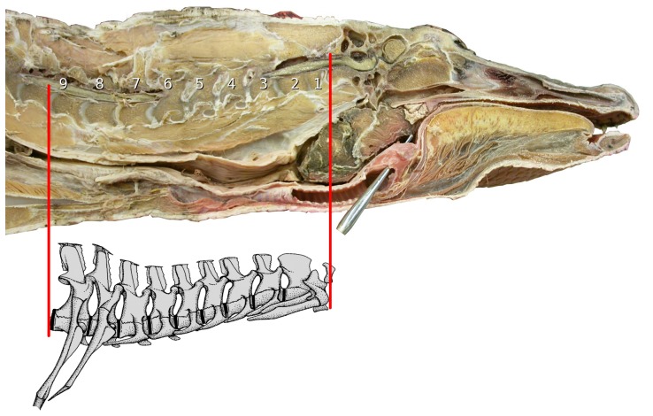 Figure 19