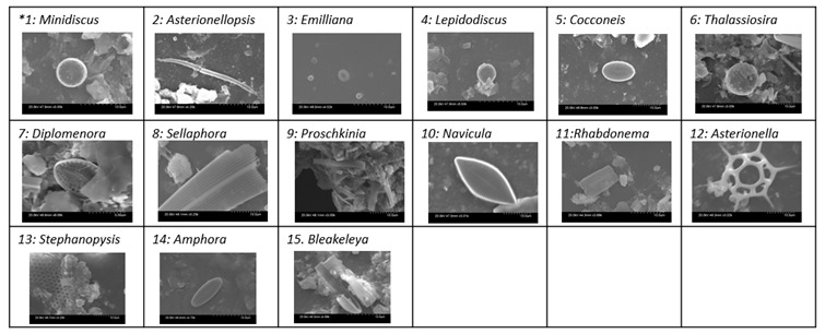 graphic file with name molecules-24-02983-i001.jpg