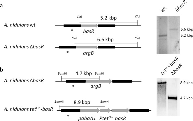 Figure 5—figure supplement 1.