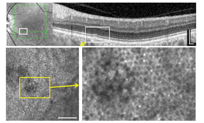 Fig. 5