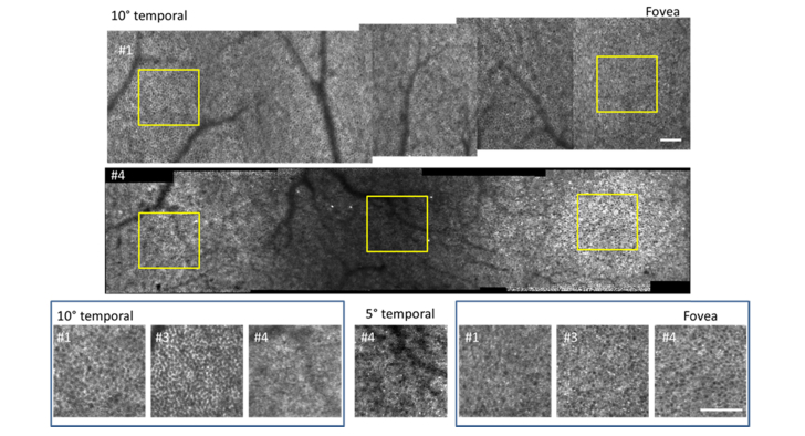 Fig. 3