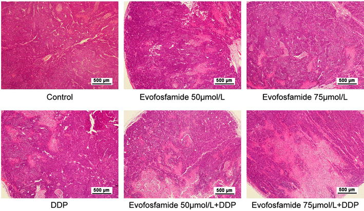 Fig. 6