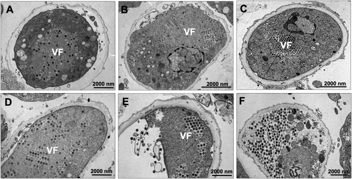 FIG 6