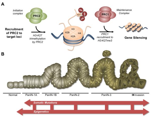 Figure 1A