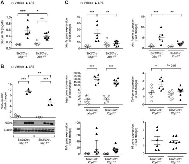 Renal tubular cell spliced X-box binding protein-1 (Xbp1s) has a unique ...