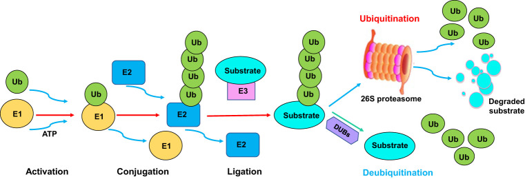 Figure 1