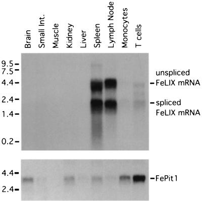 FIG. 7