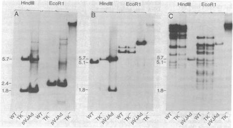 graphic file with name pnas00462-0342-a.jpg